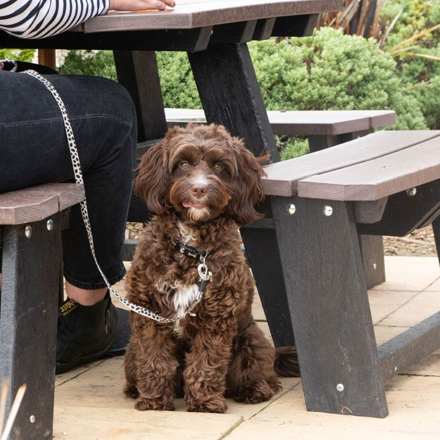 Your local dog friendly pub in Torquay